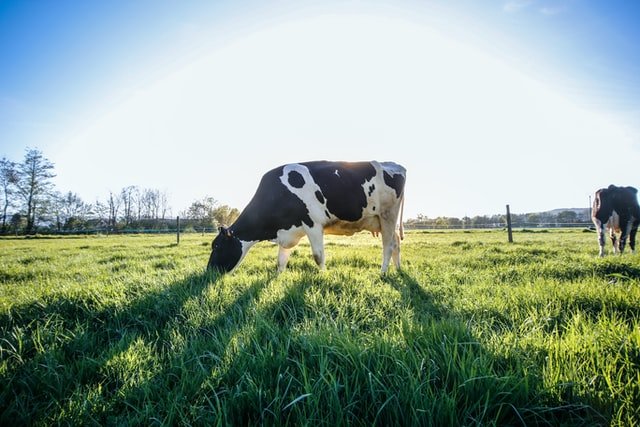 Uttara Bhadrapada, COW